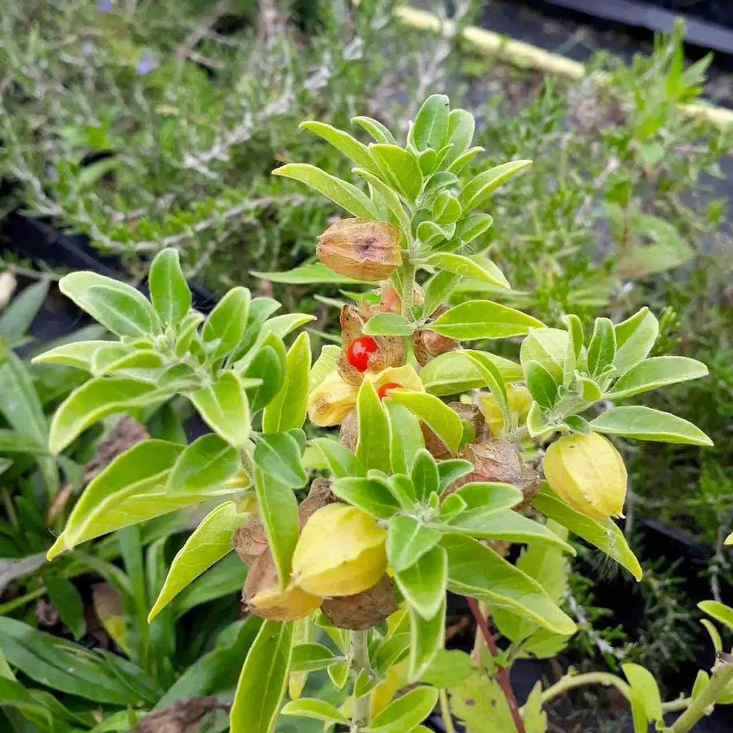 Ashwagandha Root, Organic