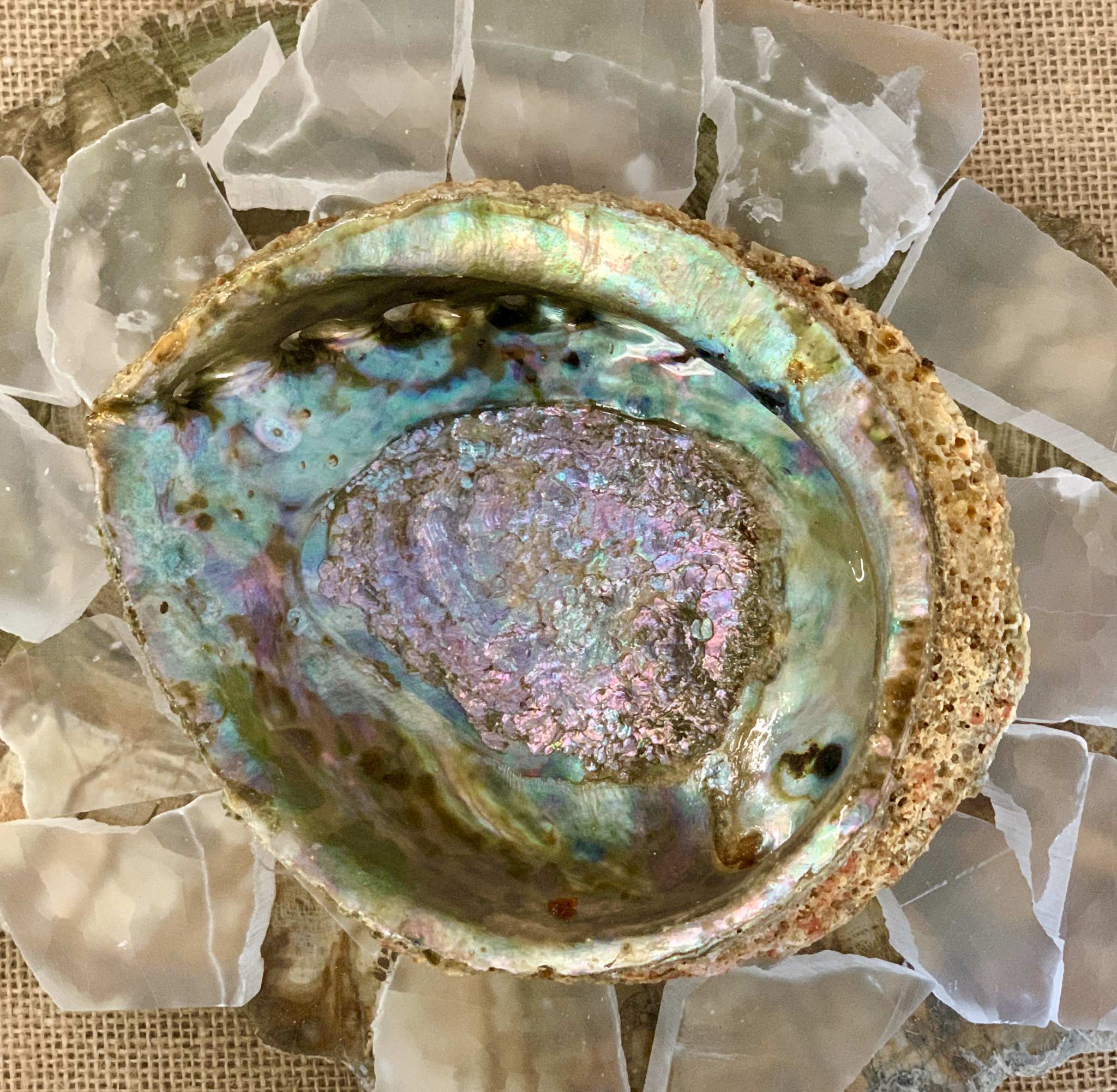 Abalone Shell