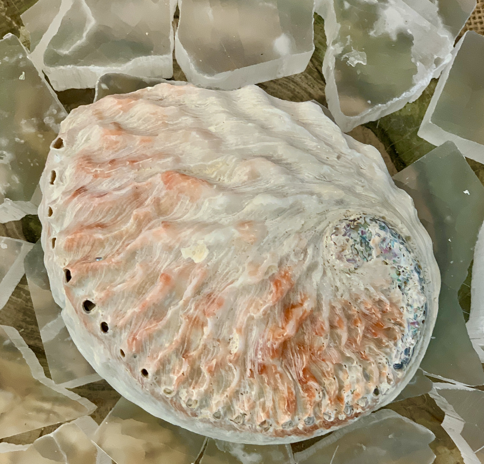 Abalone Shell