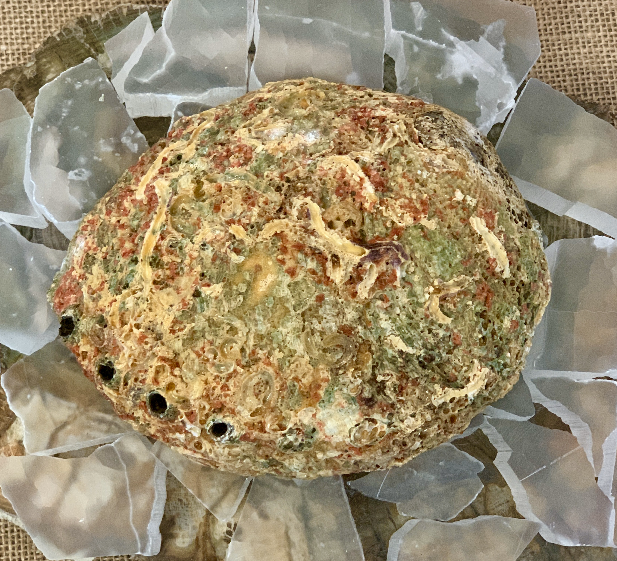 Abalone Shell