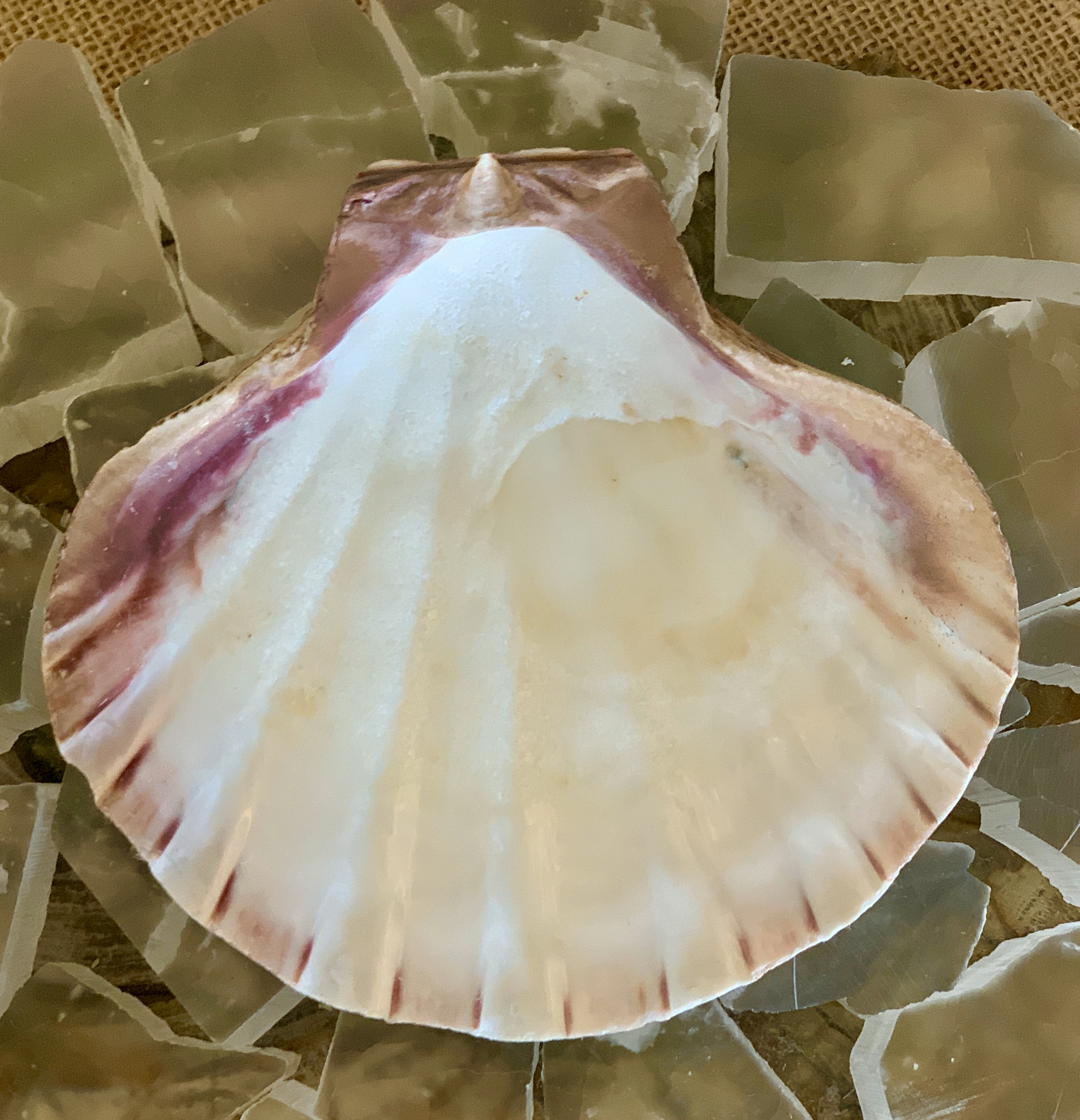 Lions Paw Shell