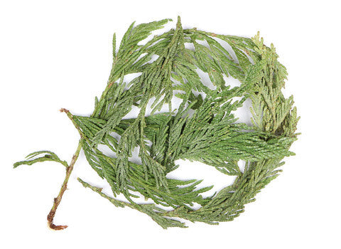 Cedar Leaf Tips (Wild Crafted)