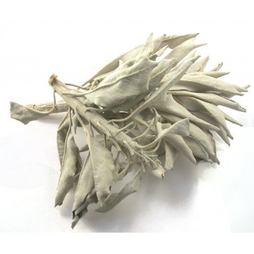 Sage, White/Ceremonial (Wild Harvested)