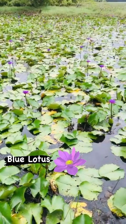 Blue Lotus Flowers
