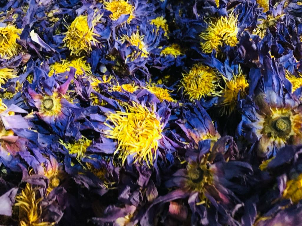 Blue Lotus Flowers