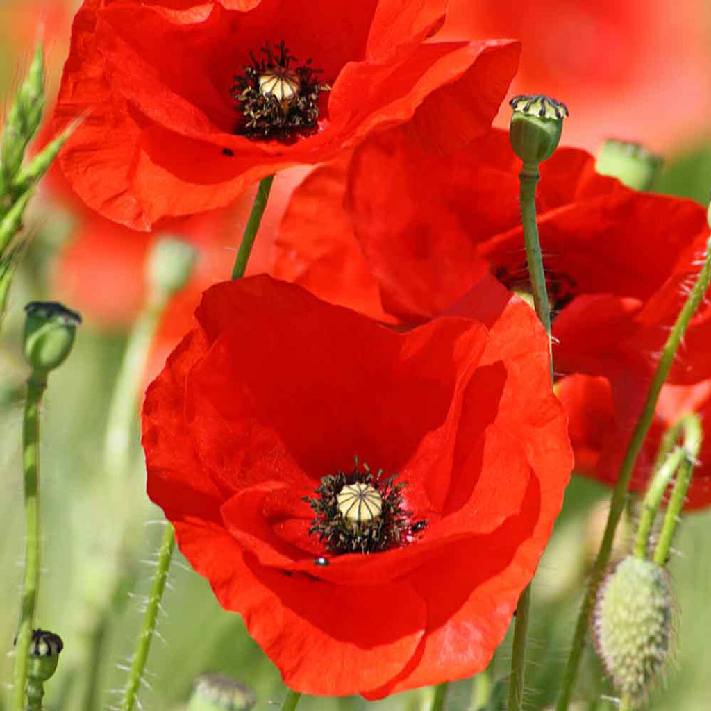 Red Poppy Flowers