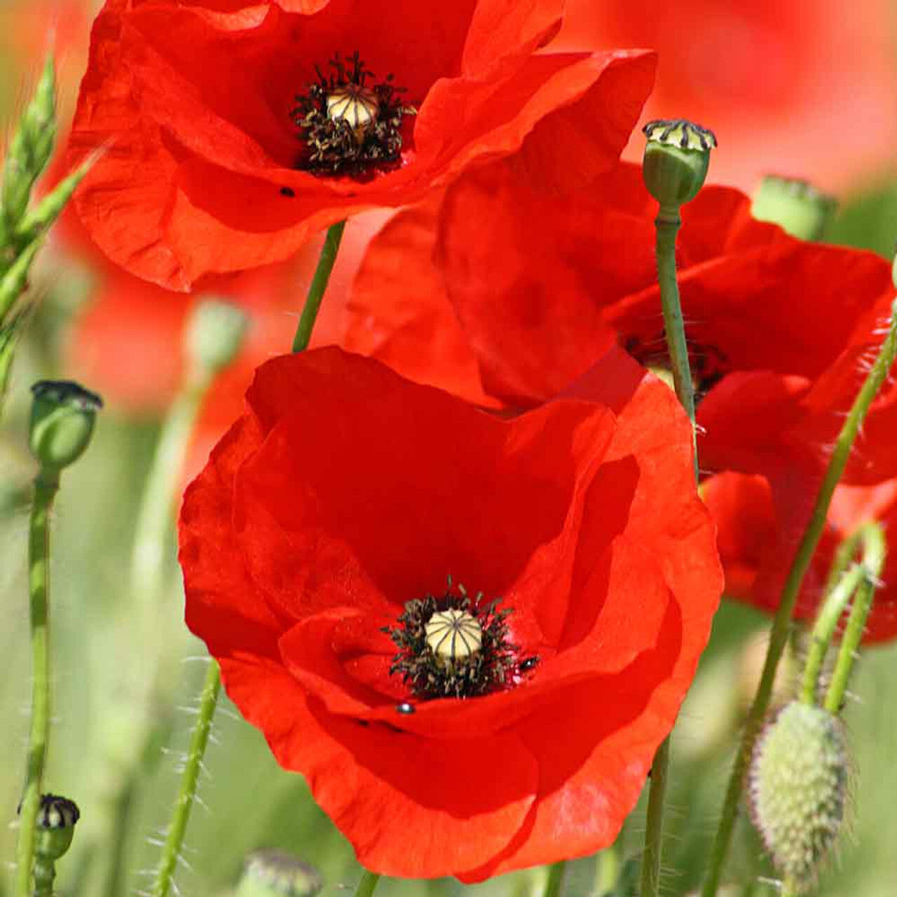 Red Poppy Flowers