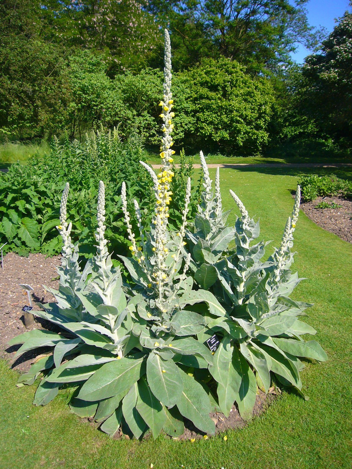 Mullein Leaf Powder