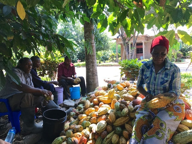 Thriving Tanzania Cacao, Organic