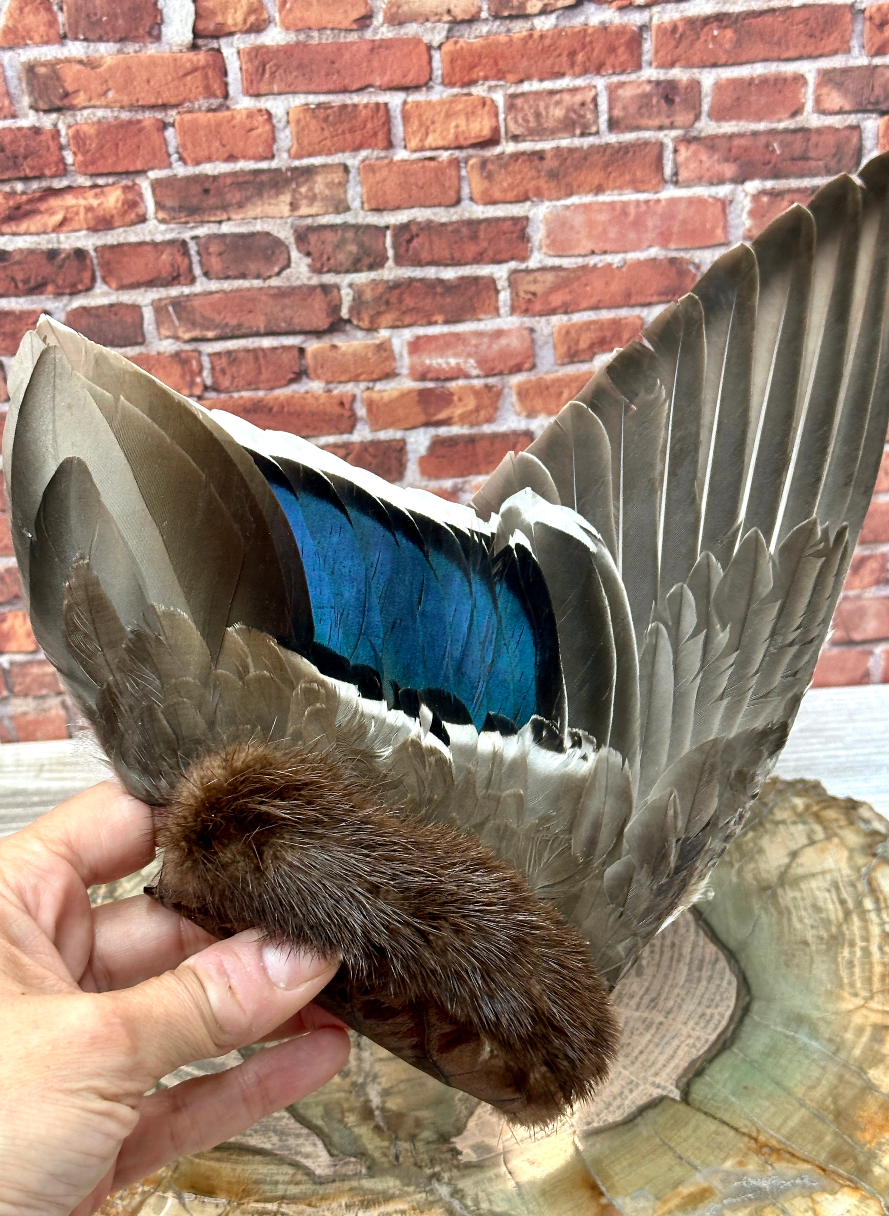 Lineage, Mallard Medicine Fan