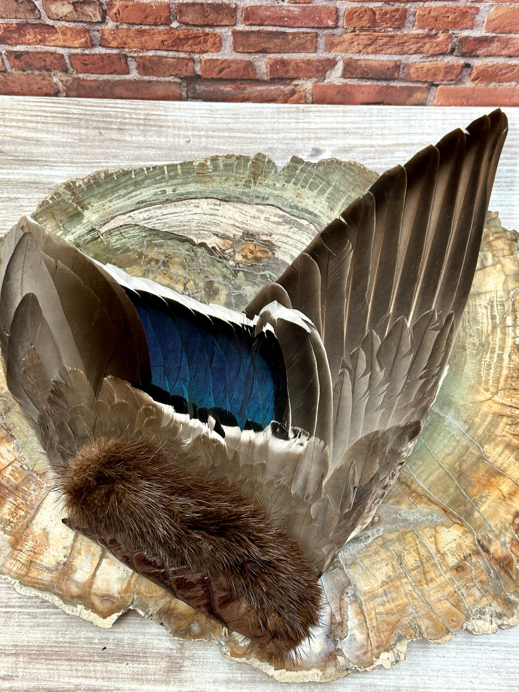 Lineage, Mallard Medicine Fan