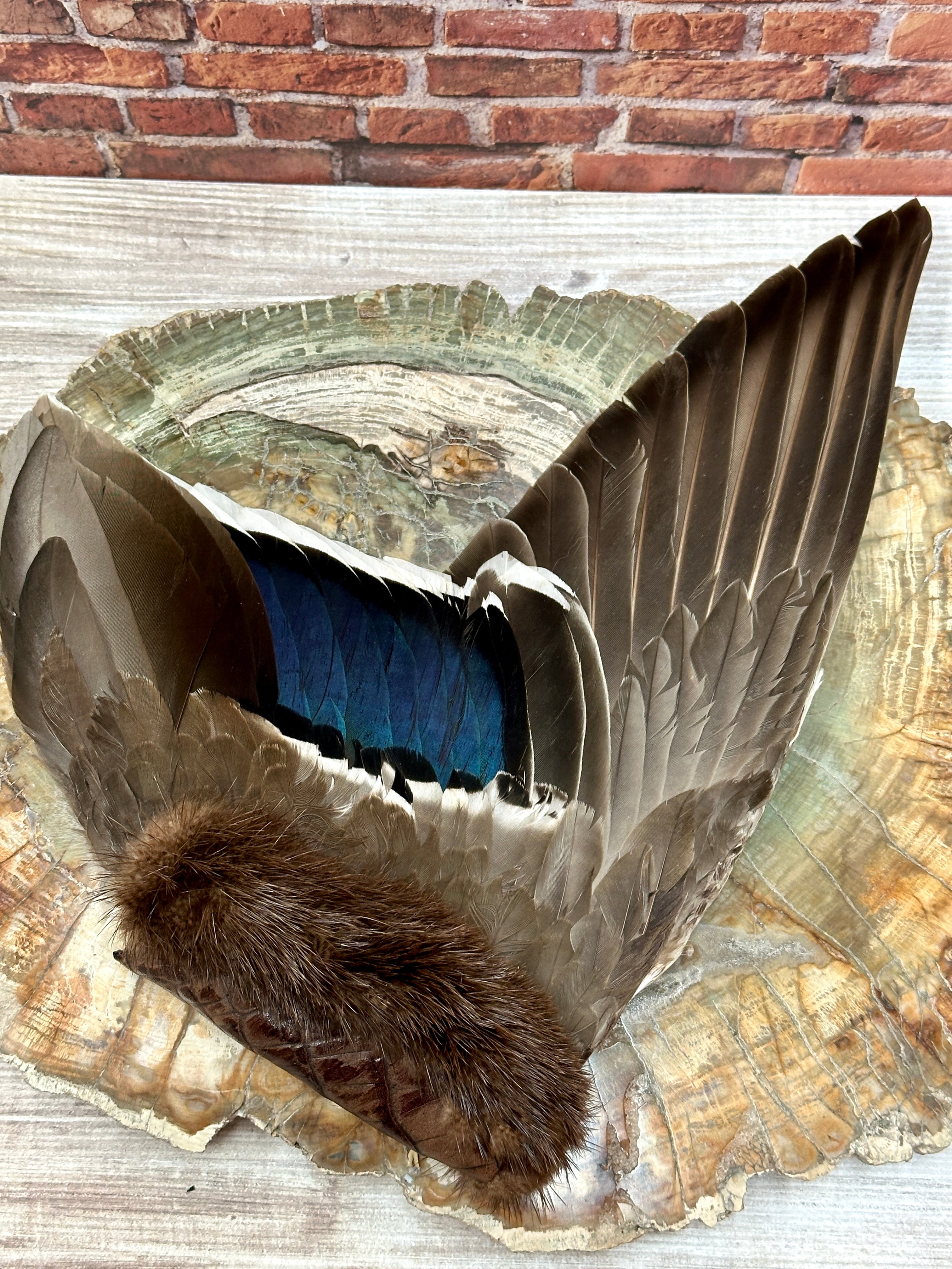 Lineage, Mallard Medicine Fan