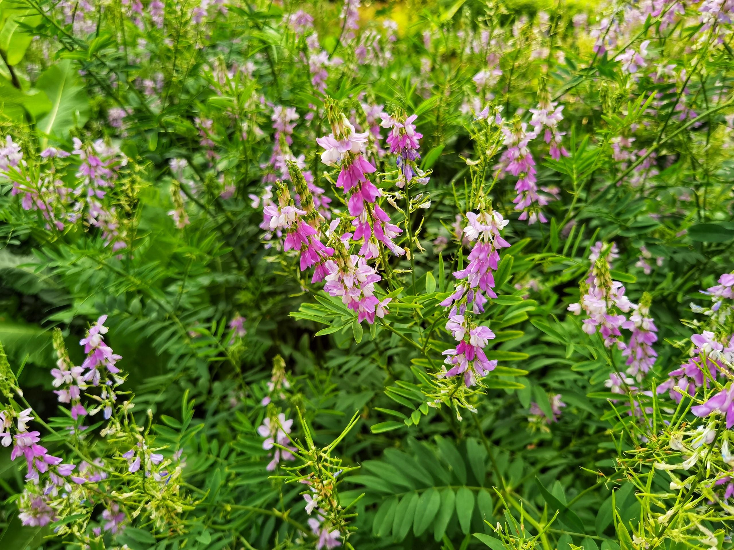 Goat's Rue (Organic)