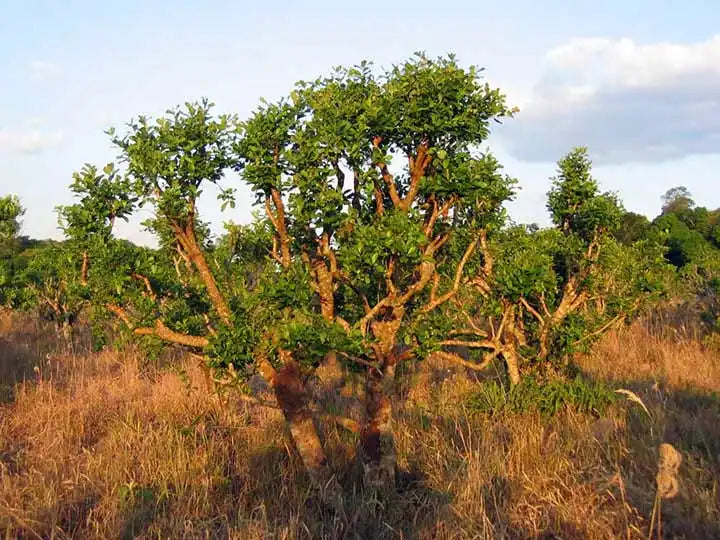Yohimbe Bark (Wild Harvested)