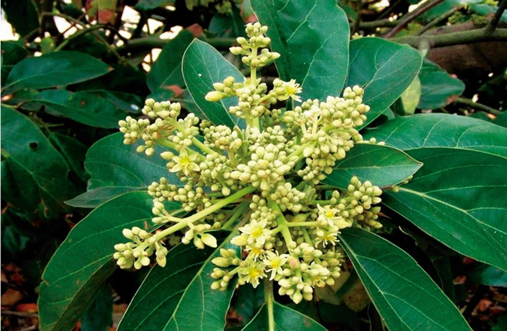 Muira Puama Bark (Wild Harvested)
