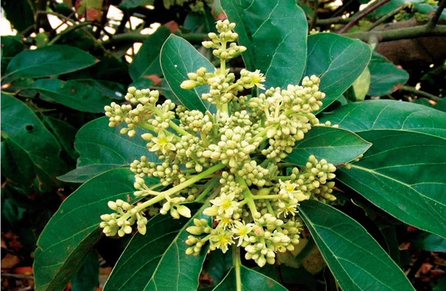 Muira Puama Bark (Wild Harvested)