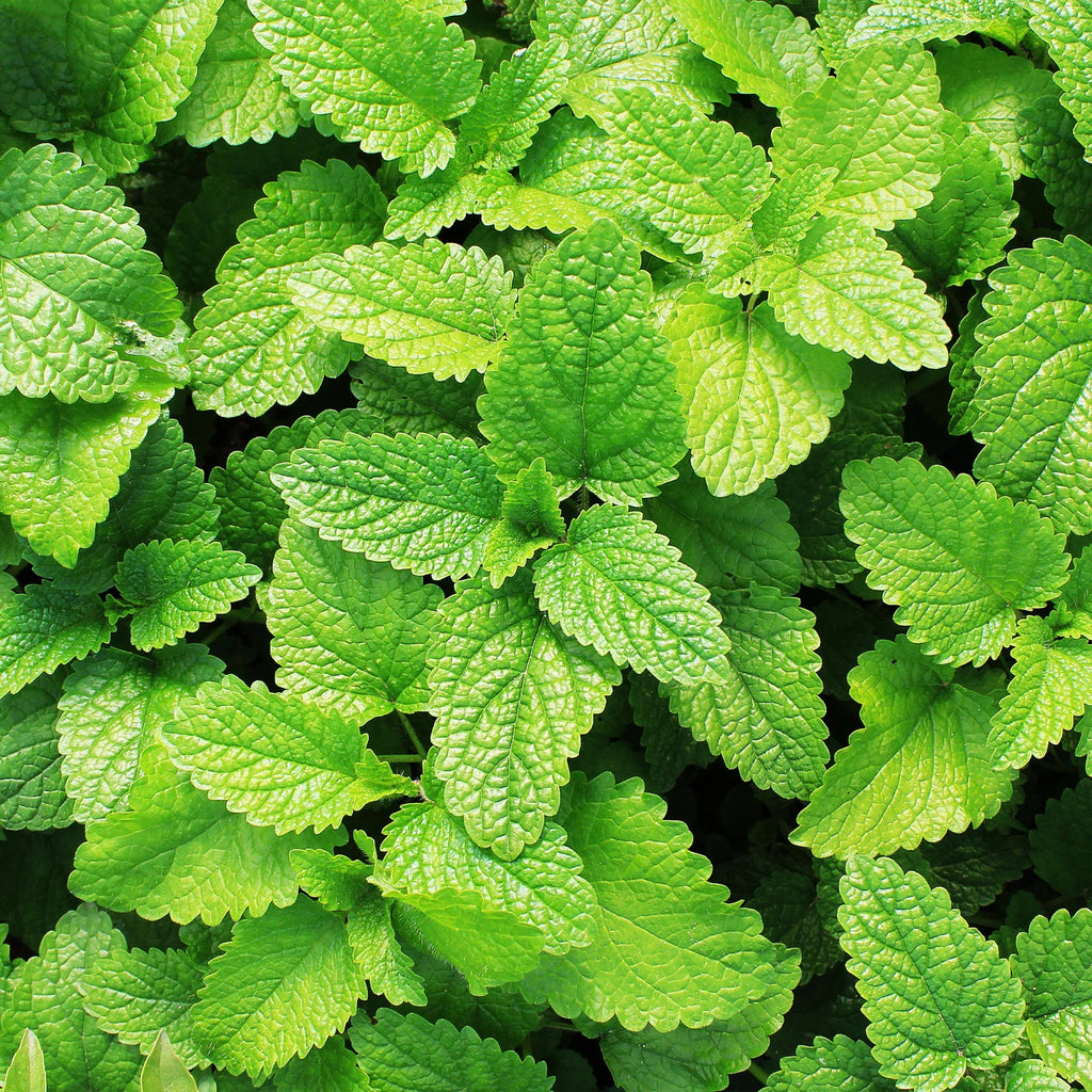 Spearmint Tea Bags, Organic