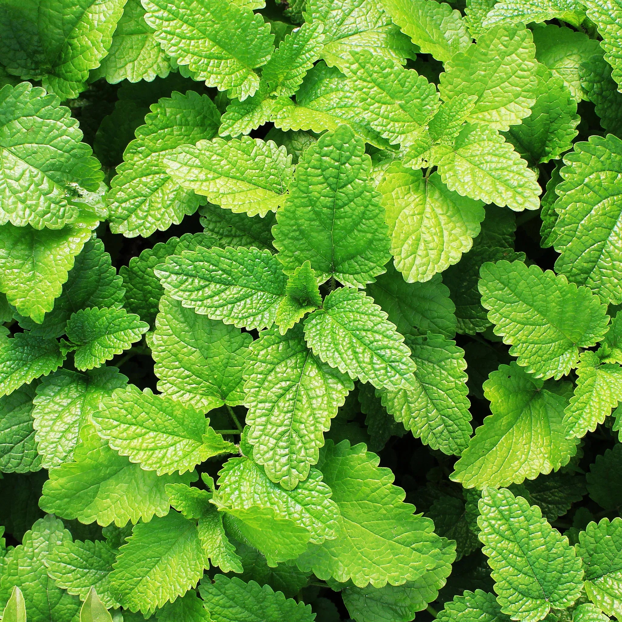 Spearmint Tea Bags, Organic
