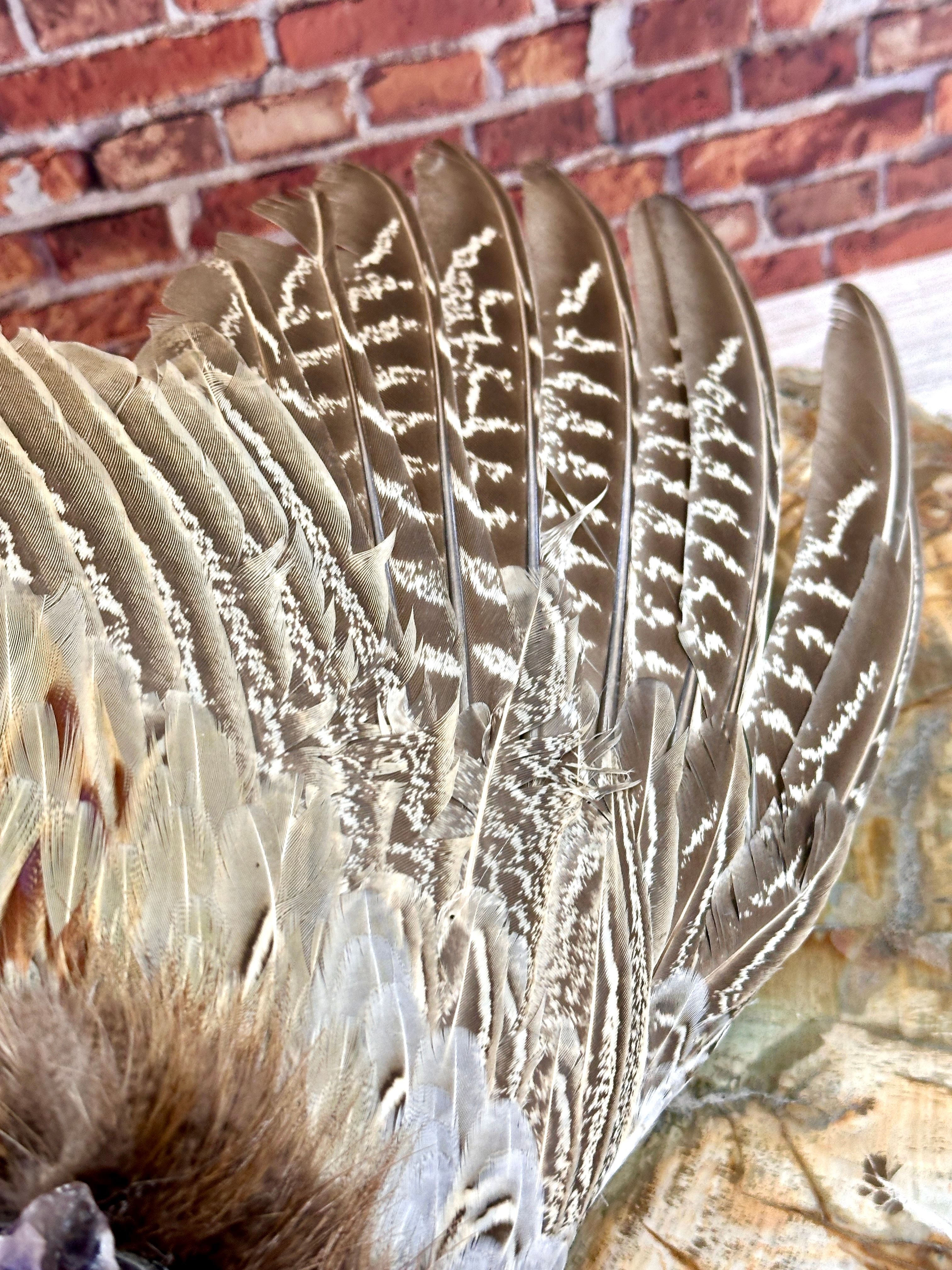 Ether, Pheasant Medicine Fan