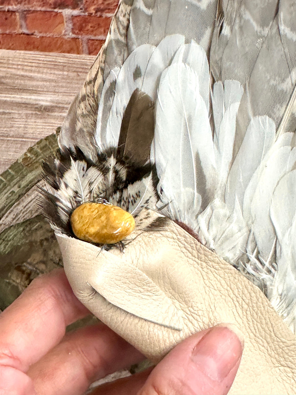 Foresight, Grouse Medicine Fan