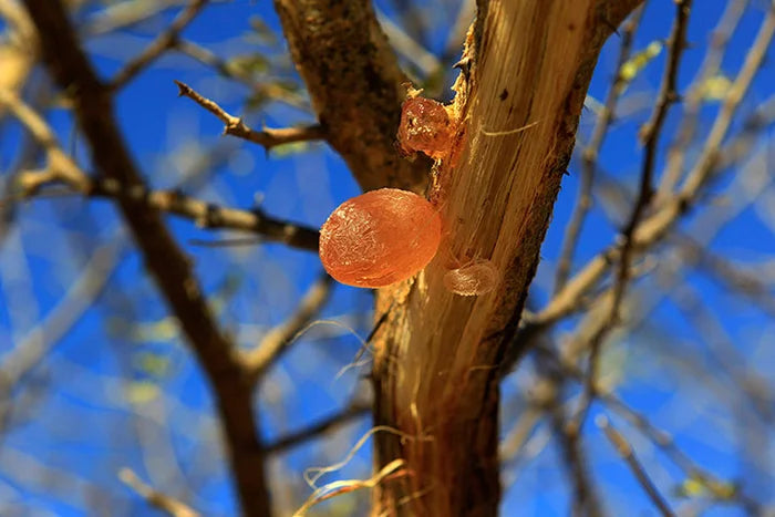 Acacia Tree with Resin