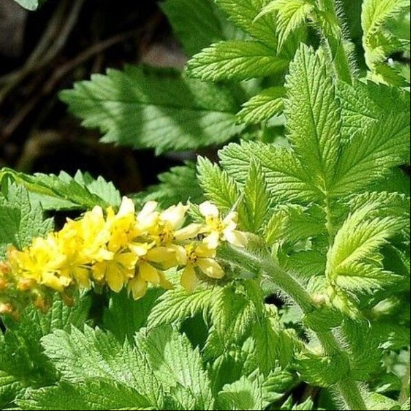 Close-up of an agrimony plant with yellow flowers and green leaves.