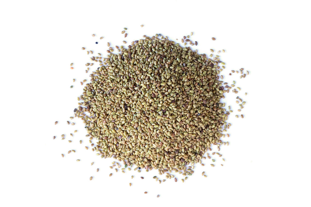 Alfalfa Sprouting Seeds, Organic