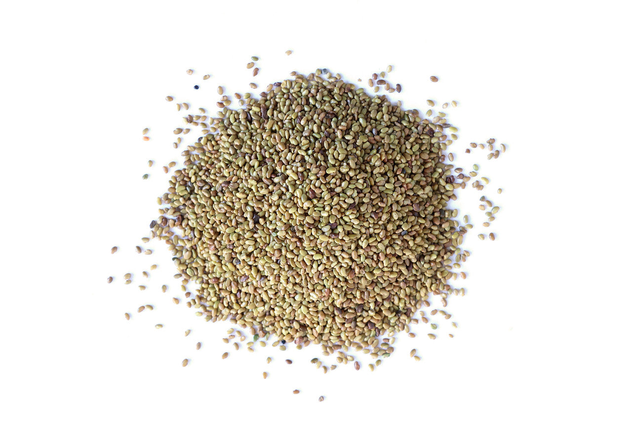 Alfalfa Sprouting Seeds, Organic