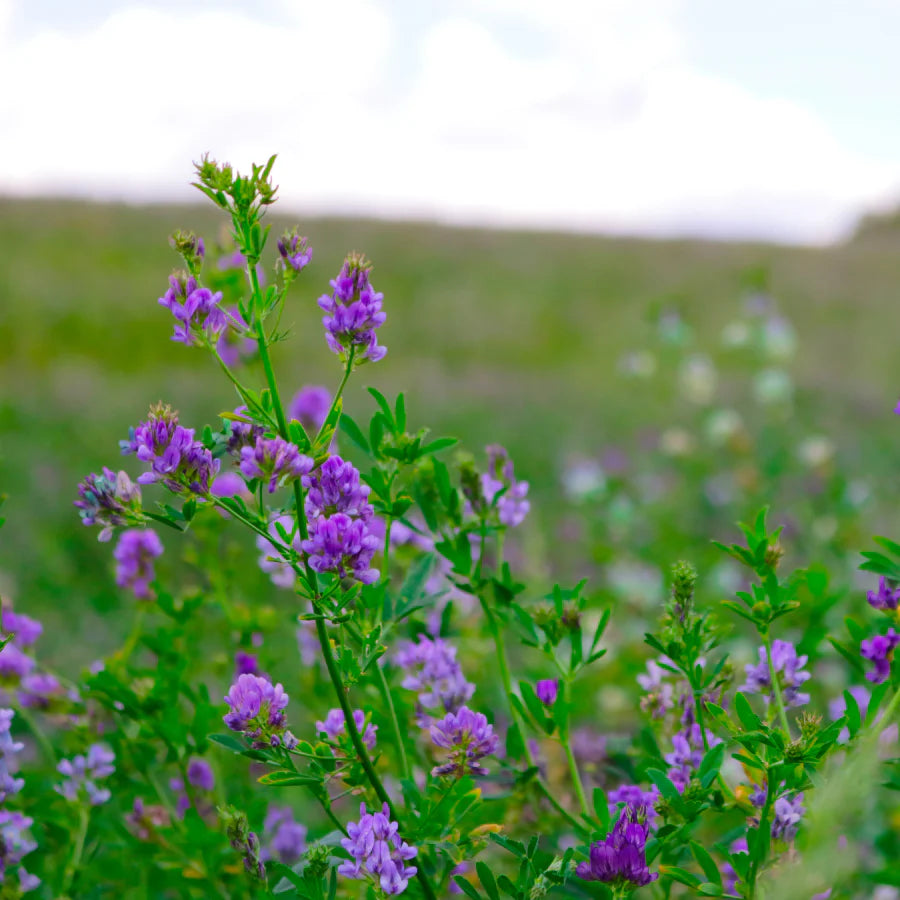 Alfalfa Sprouting Seeds, Organic