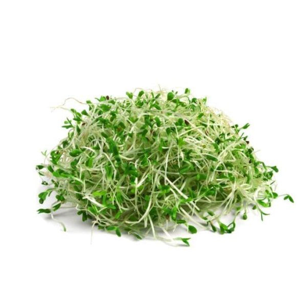 Alfalfa sprouts on a white background