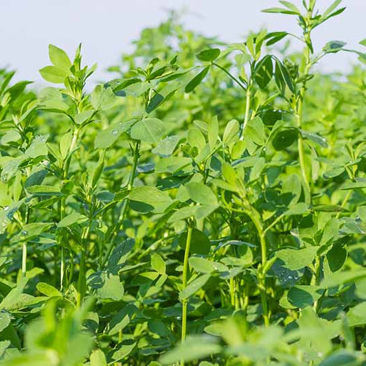 Green leafy alfalfa plants growing in a field under a clear blue sky