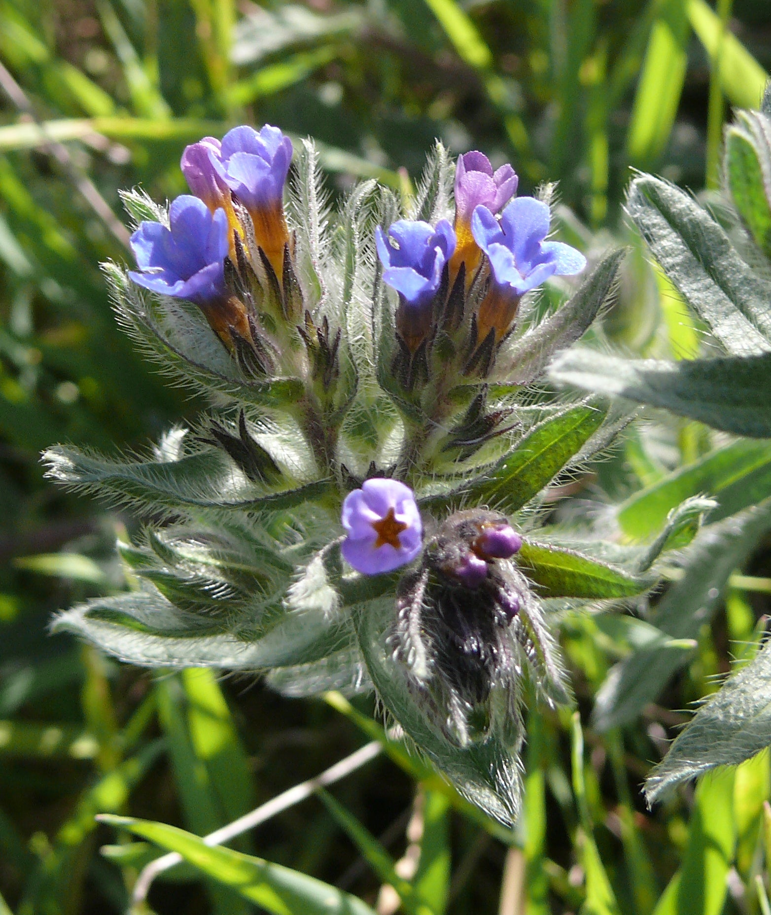 Alkanet Root Pieces (Wild Crafted)