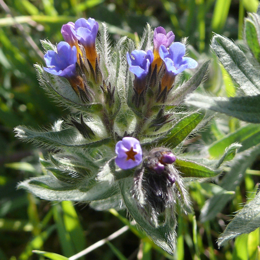 Close-up of purple flowers on Alanna tinctoria plant with green leaves on a blurred natural background