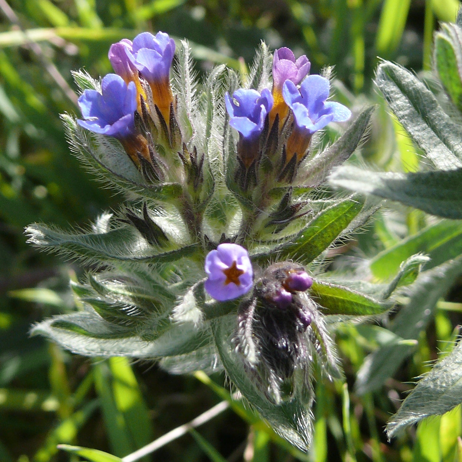 Close-up of purple flowers on Alanna tinctoria plant with green leaves on a blurred natural background