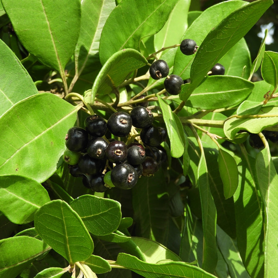 Close-up of dark berries of the Pimenta dioica (Allspice) plant on a branch with green leaves