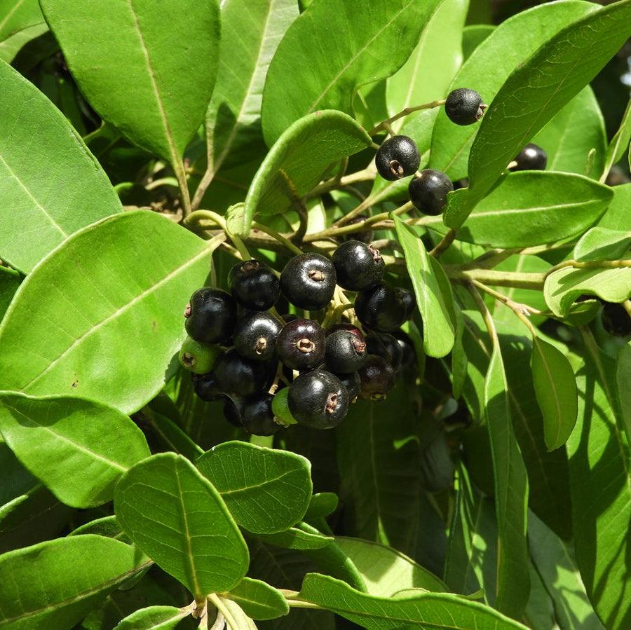 Close-up of dark allspice berries on a branch with green leaves