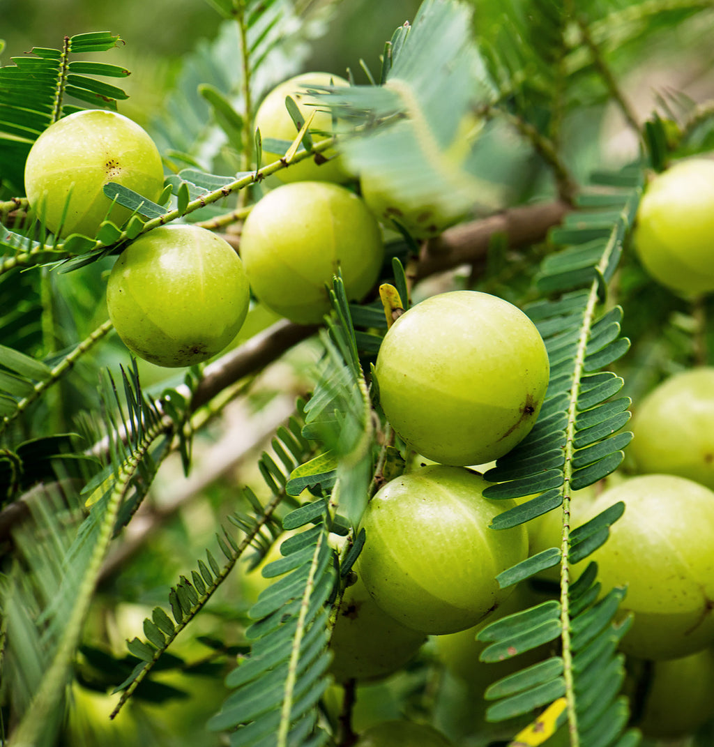 Amla Powder (Organic)
