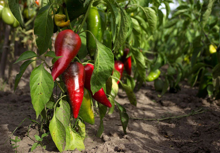 Chili Powder, Ancho (Organic)