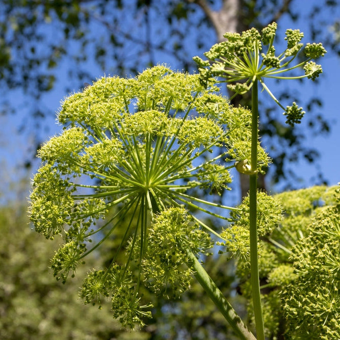 Close-up of a green blooming angelica plant with a blurred natural background