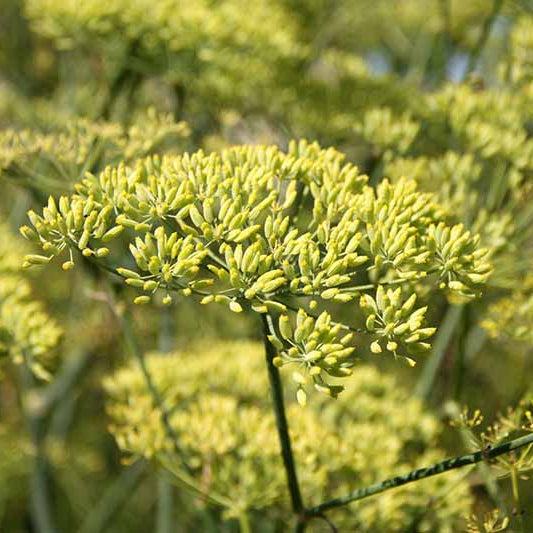 Close-up of anise plant with green flowers and leaves.
