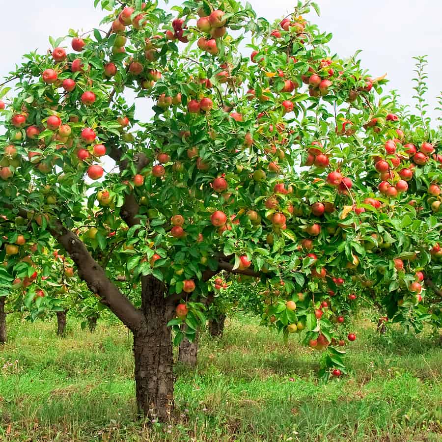 Apple tree with ripe apples in an orchard