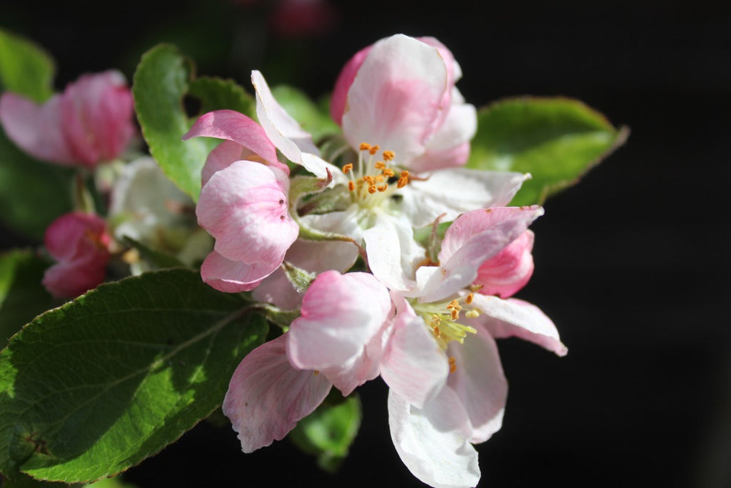 Apple Blossoms, Dried Whole