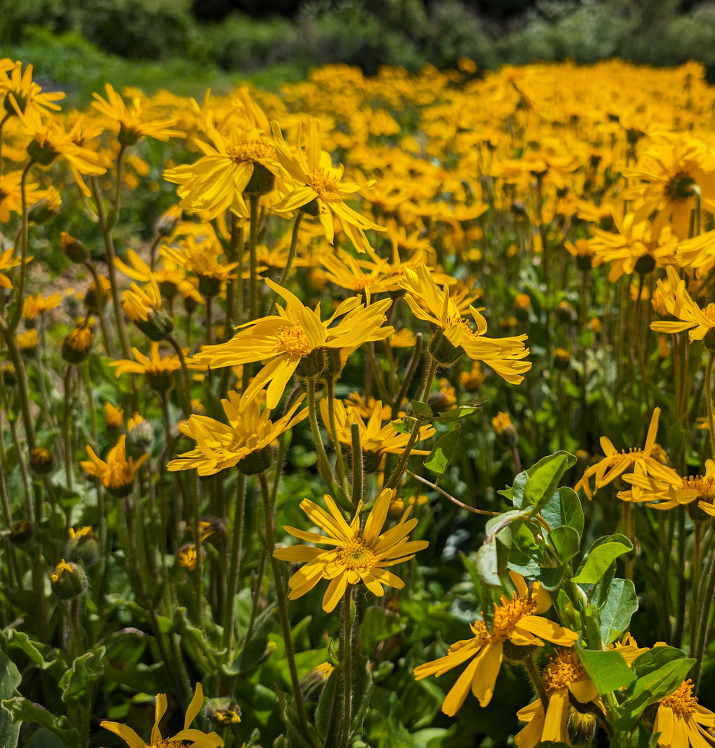 A field of vibrant yellow Arnica montana flowers in full bloom. The flowers have multiple thin petals and dark green stems, set against a backdrop of green foliage and a blurred background.