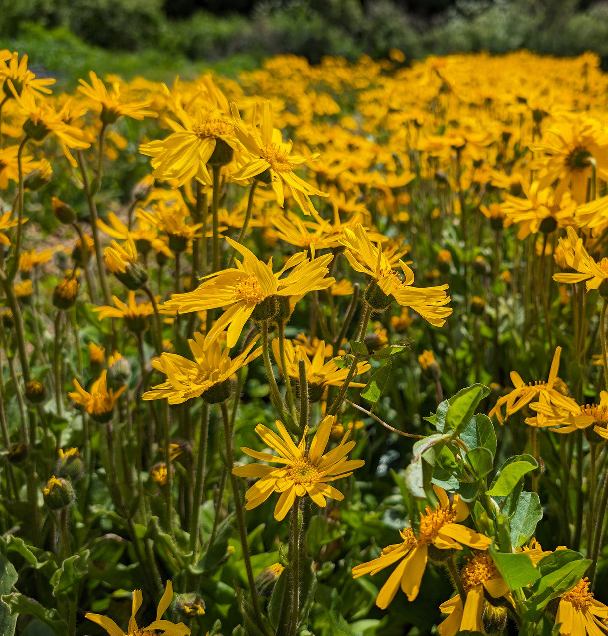 A field of vibrant yellow Arnica montana flowers in full bloom. The flowers have multiple thin petals and dark green stems, set against a backdrop of green foliage and a blurred background.