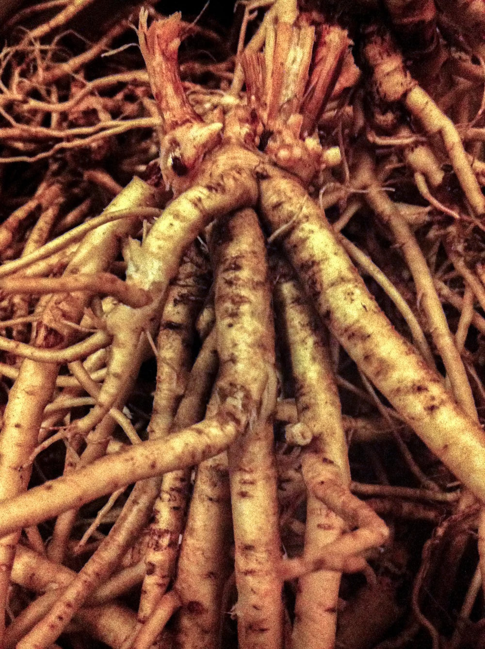 Astragalus Root (Organic)