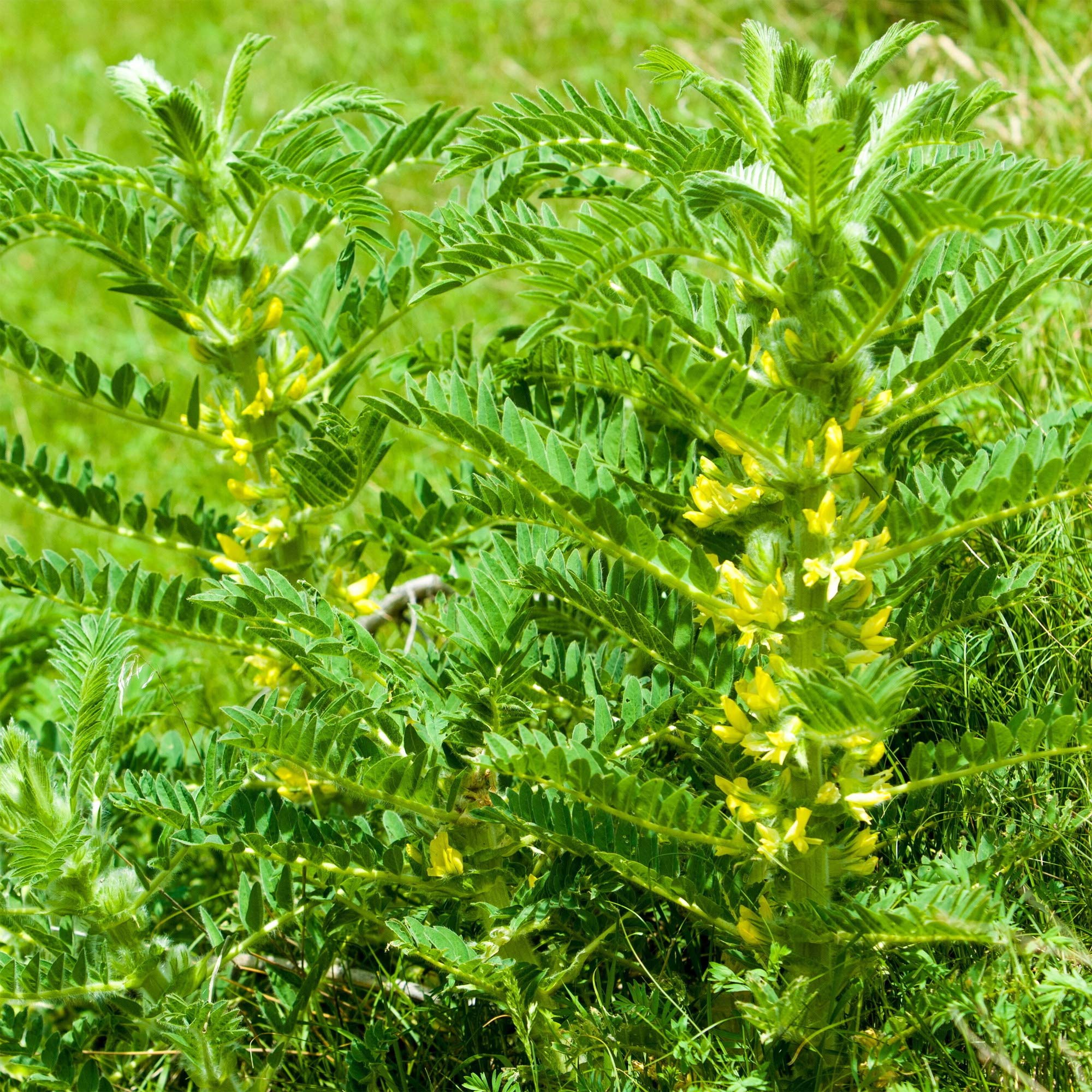 Astragalus Root (Organic)