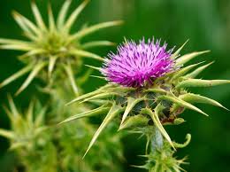 Blessed Thistle (Organic)