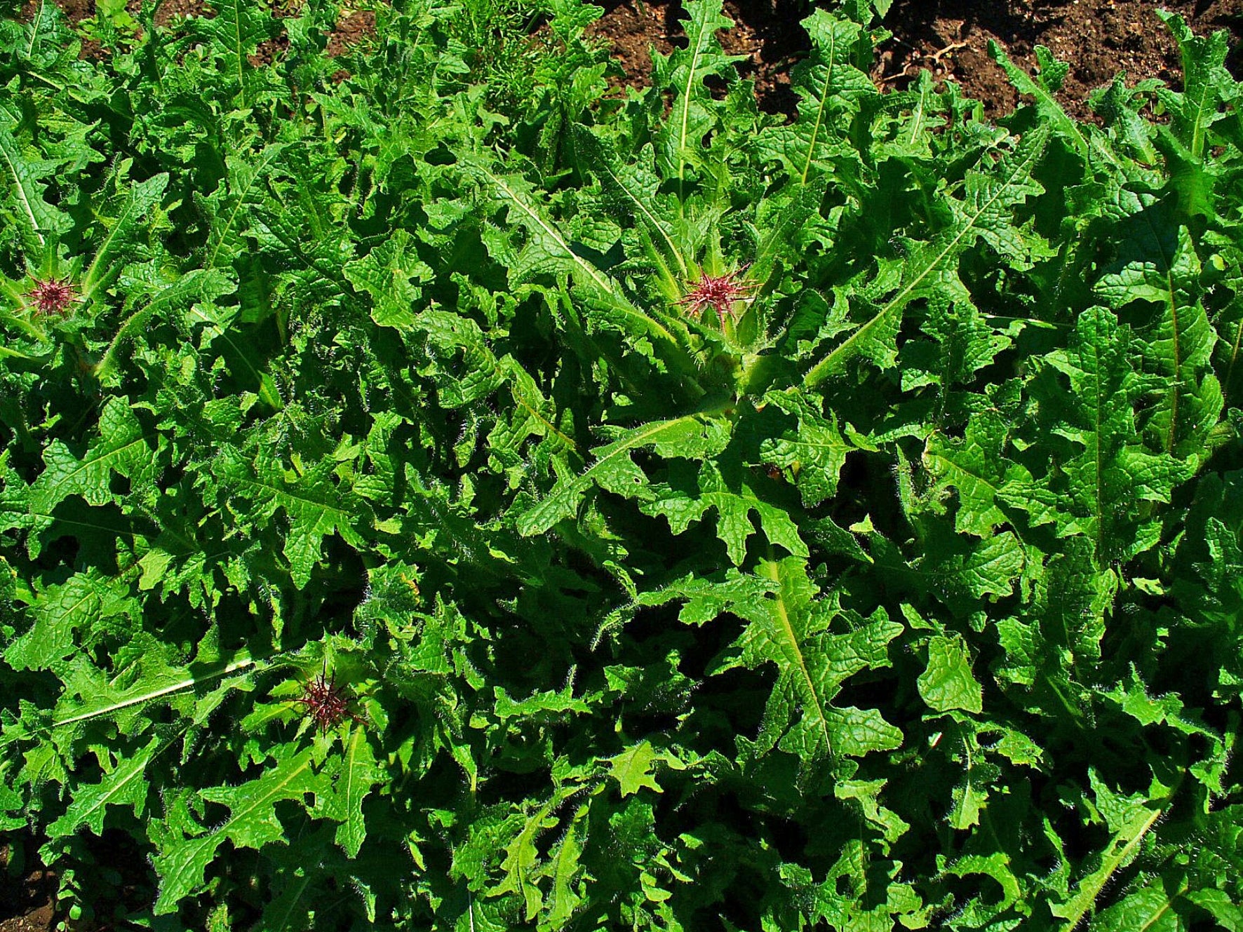 Blessed Thistle (Organic)