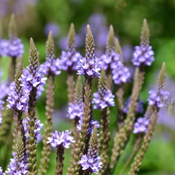 Blue Vervain (Organic)