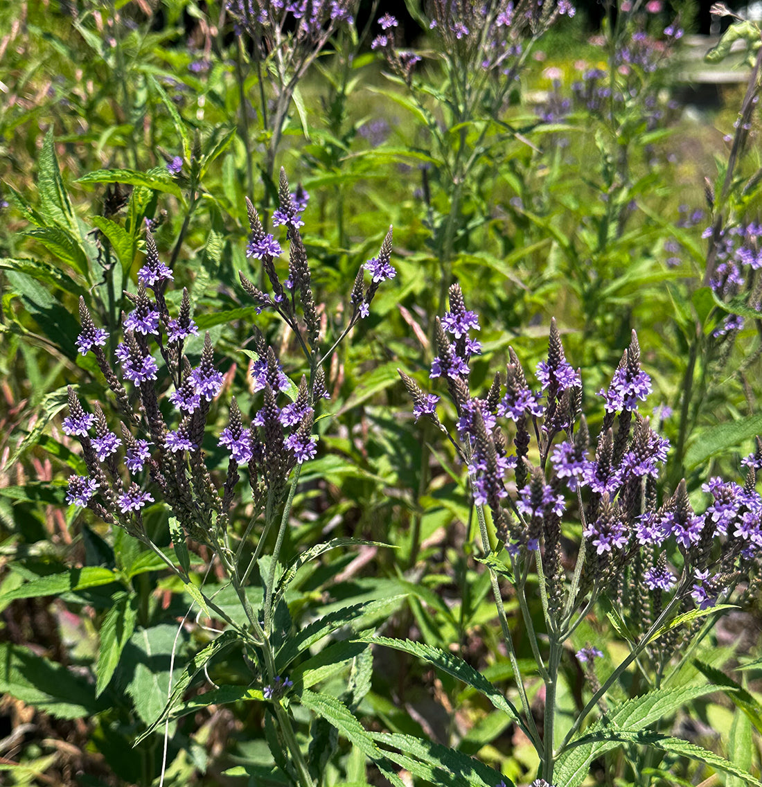 Blue Vervain (Organic)